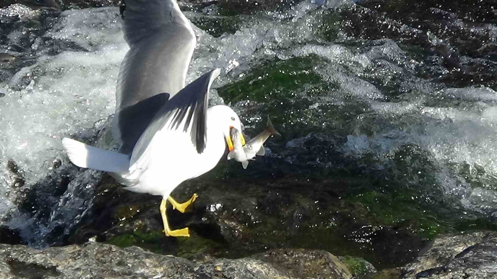 İnci kefalinin muhteşem yolculuğu