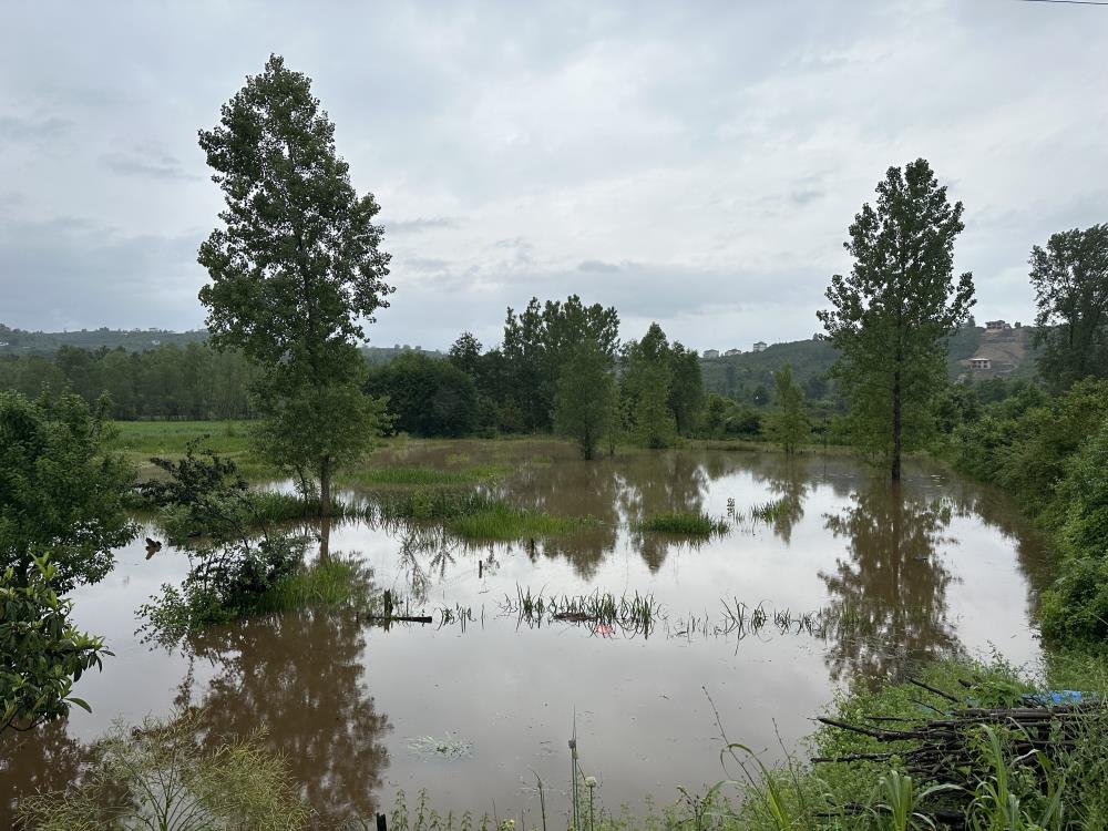 Ordu’da sel: Evler ve tarım arazileri sular altında kaldı