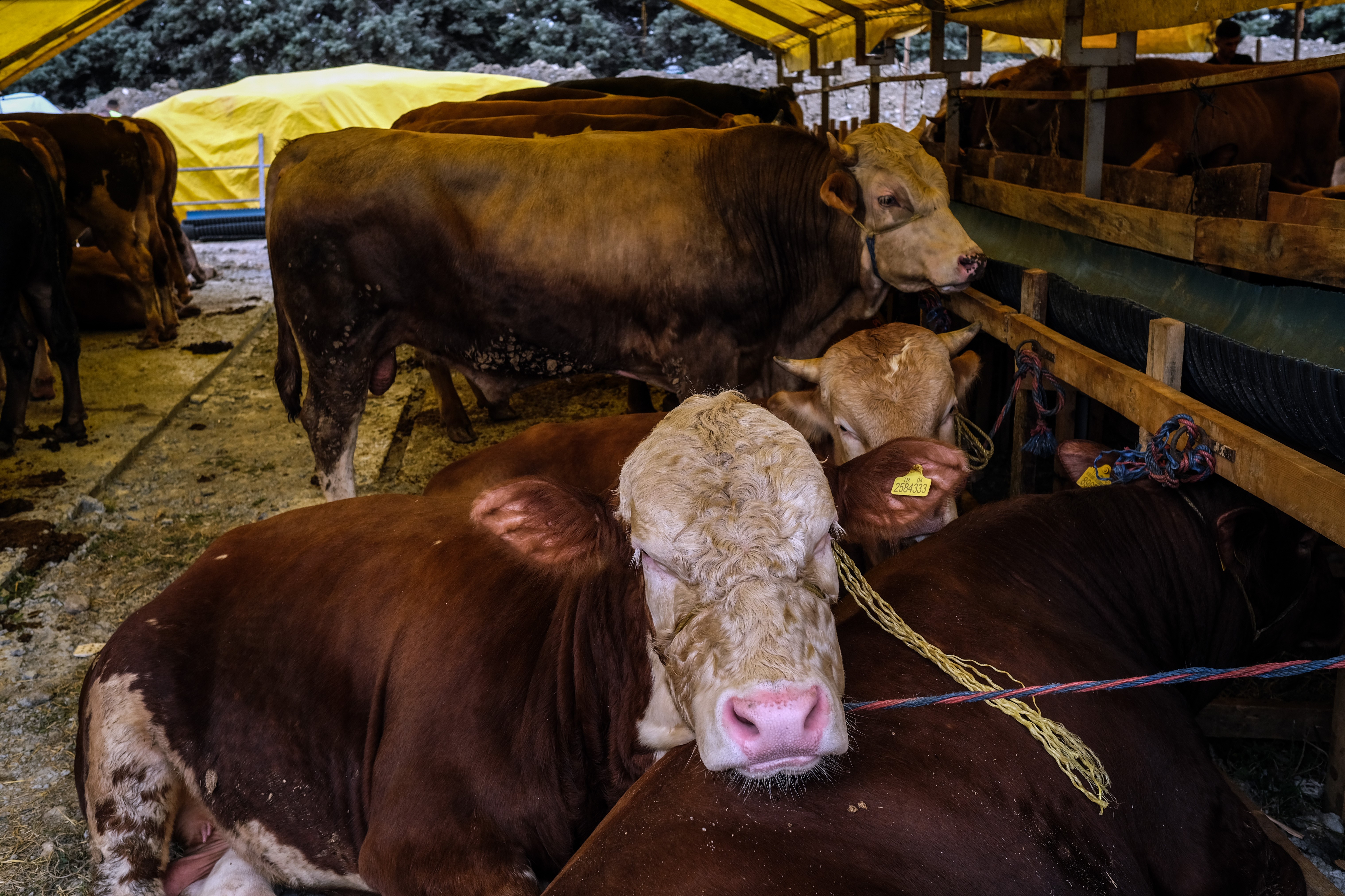 Kurban pazarında ilk günden sıkı pazarlıklar başladı