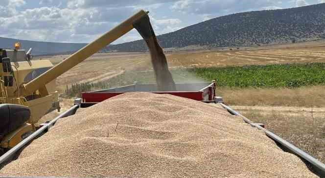 Çifteler ilçesinde çiftçi dönümden 1 ton buğday hasat etti