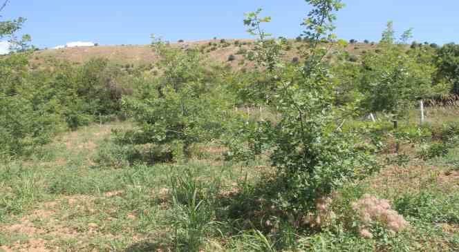 Elazığ’da 3 dönüme ektiği trüf mantarının çıkmasını dört gözle bekliyor