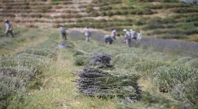 Merkezefendi’de lavanta hasadı başladı