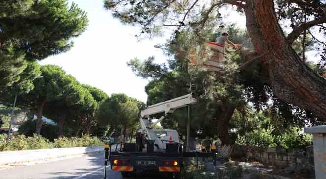 Söke Belediyesi ekipleri Güllübahçe’de temizlik çalışması başlattı