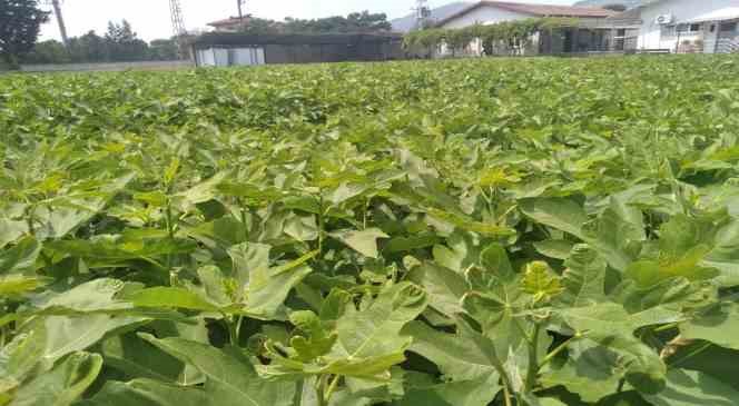 Aydın inciri Muğla’da da yetişecek