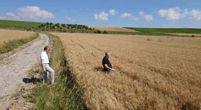 Çorum Belediyesi buğday hasadı için gün sayıyor