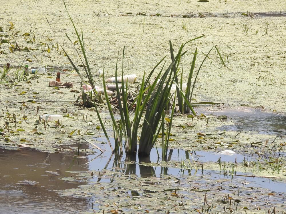 Edirne'de Tunca Nehri plastik atıklar ve çöplerle kaplandı