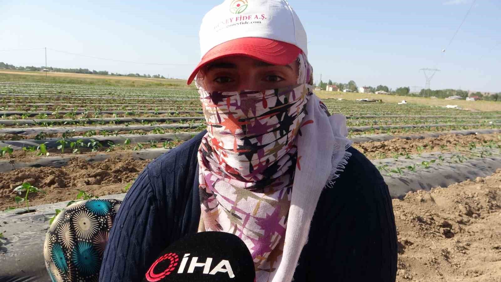 Van’da mevsimlik tarım işçileri bunaltıcı sıcaklara rağmen tarlalarda çalışmayı sürdürüyor