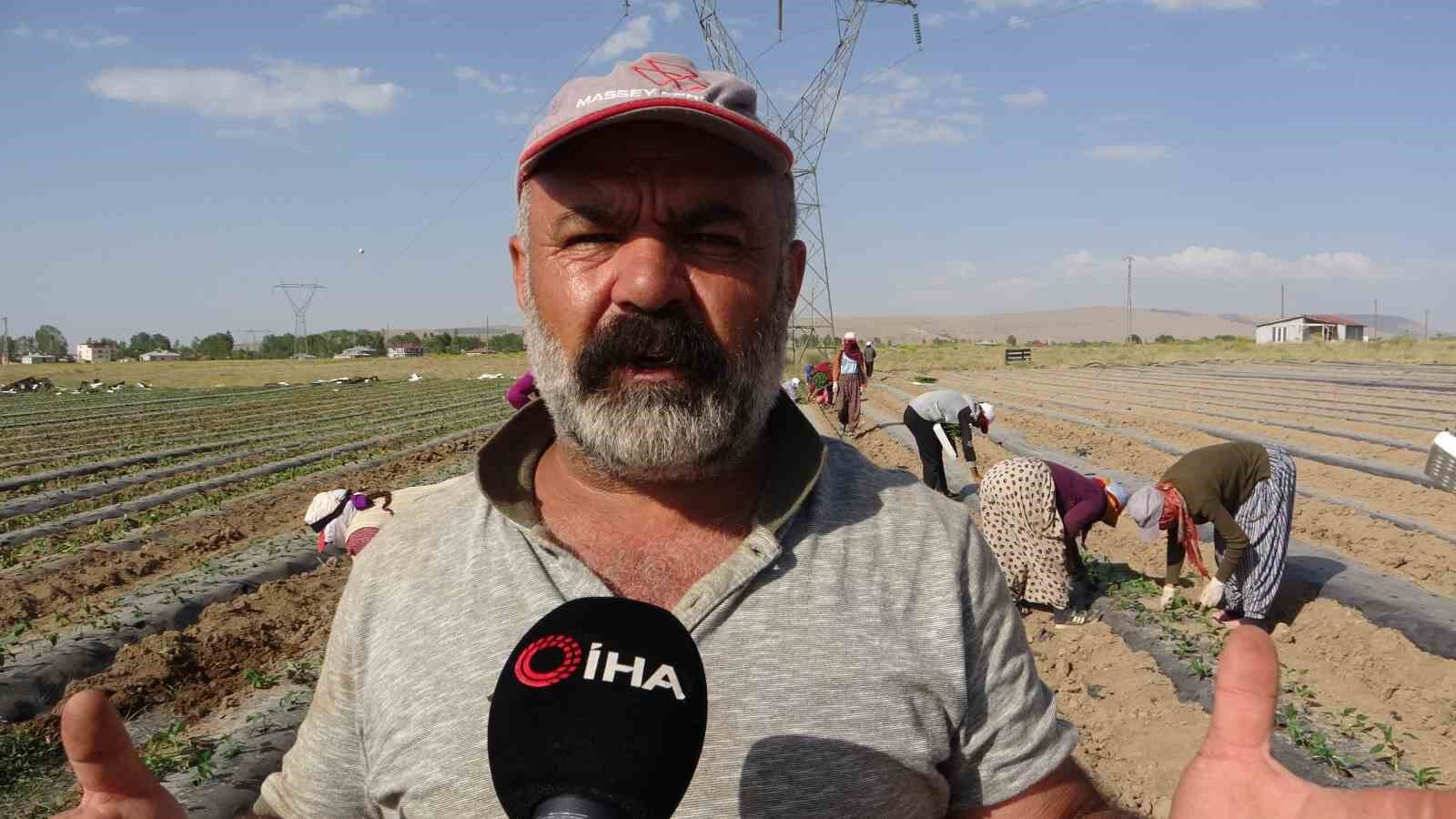 Van’da mevsimlik tarım işçileri bunaltıcı sıcaklara rağmen tarlalarda çalışmayı sürdürüyor