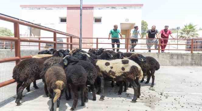 Küçükbaş hayvan desteğinde geri toplamalar başladı
