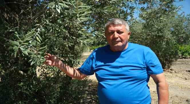 İklim değişikliği zeytinyağını da vurdu