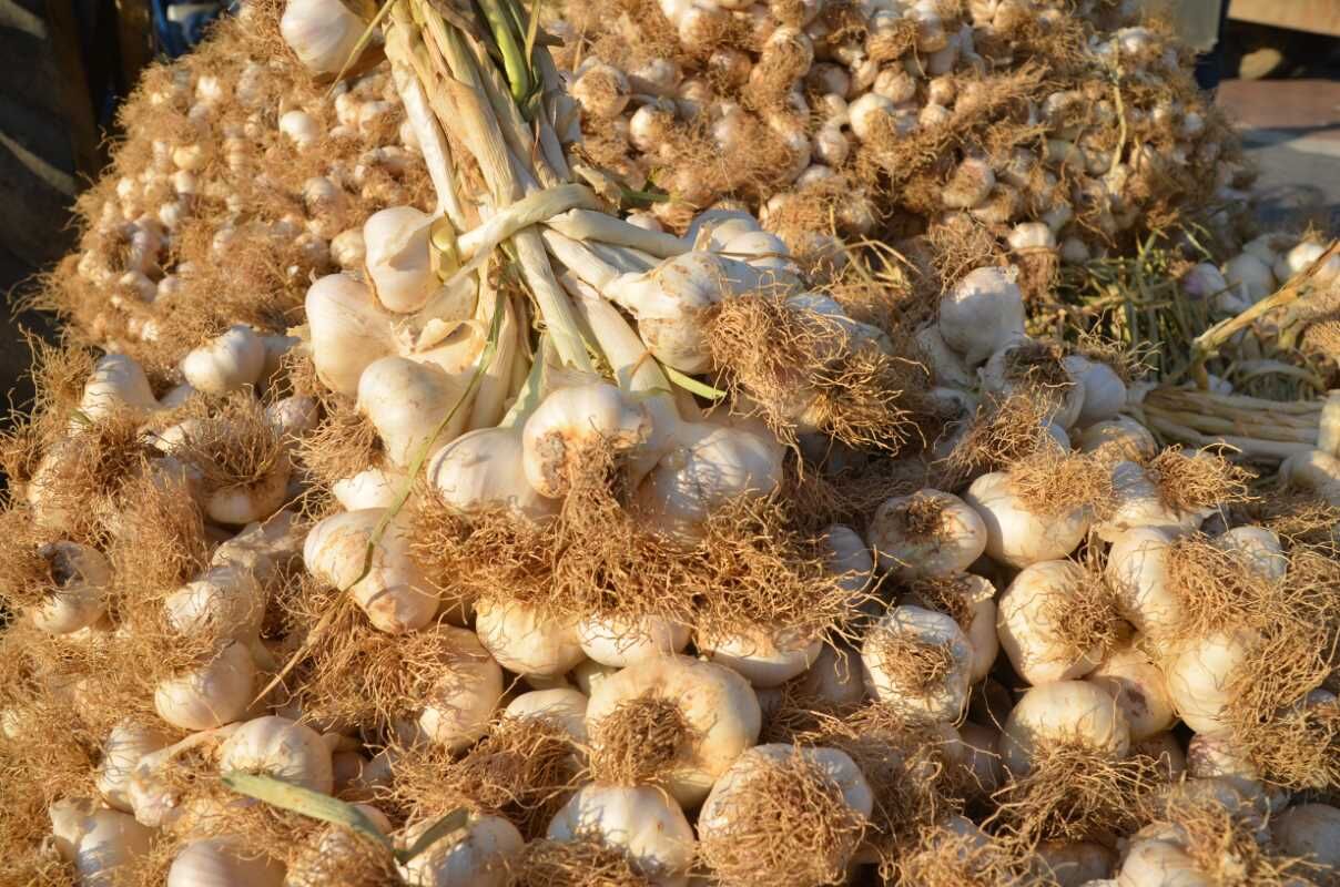 Taşköprü Sarımsağı pazara indi: 20 ile 45 TL arasında alıcı buluyor