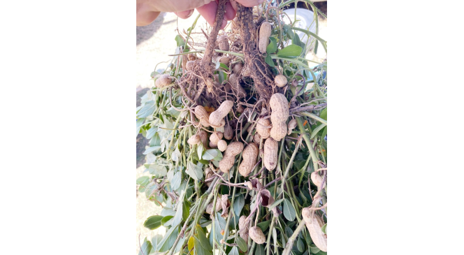 Yılın ilk fıstığı 125 TL’den alıcı buluyor