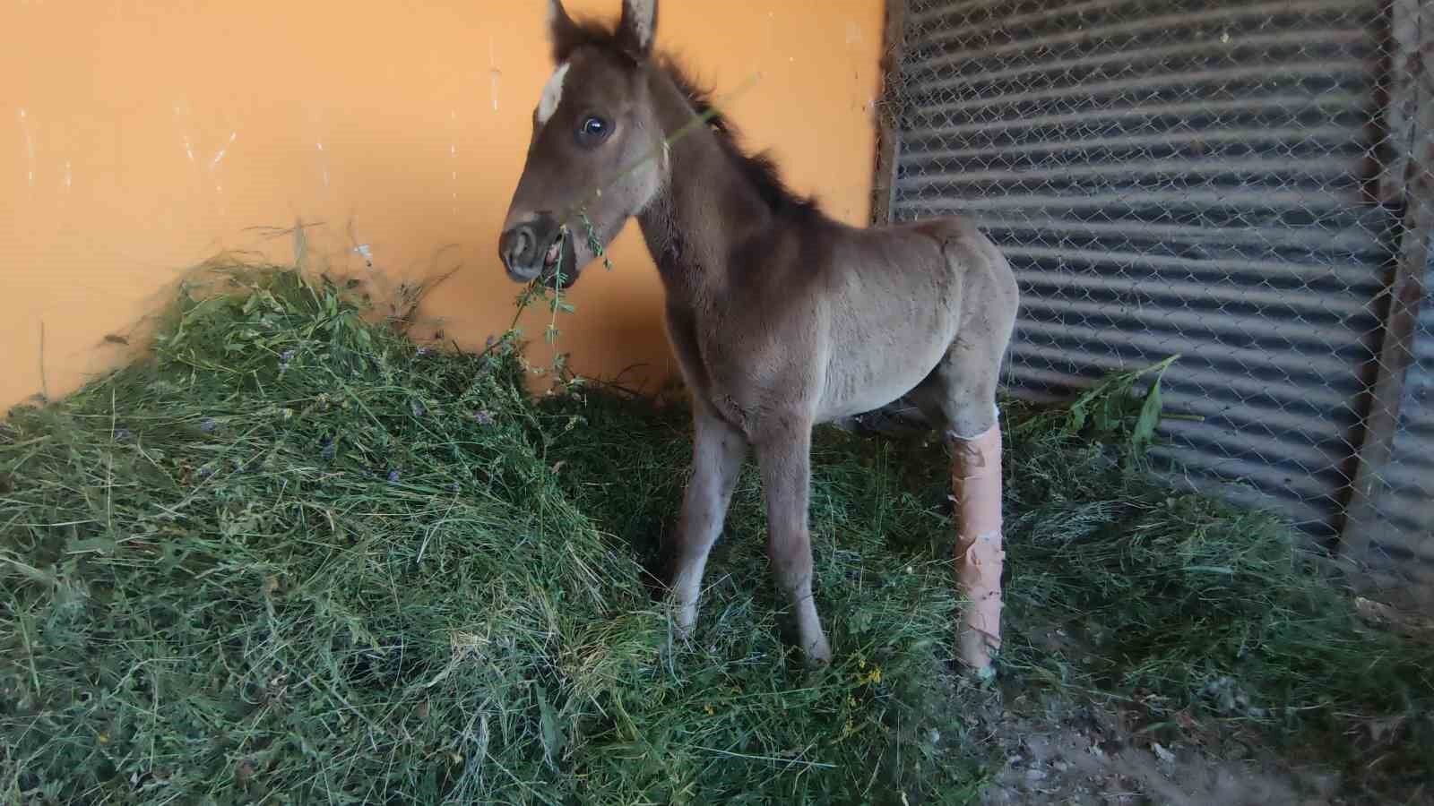 Van’da sahibi tarafından kırık ayağıyla terk edilen tay tedavi altına alındı