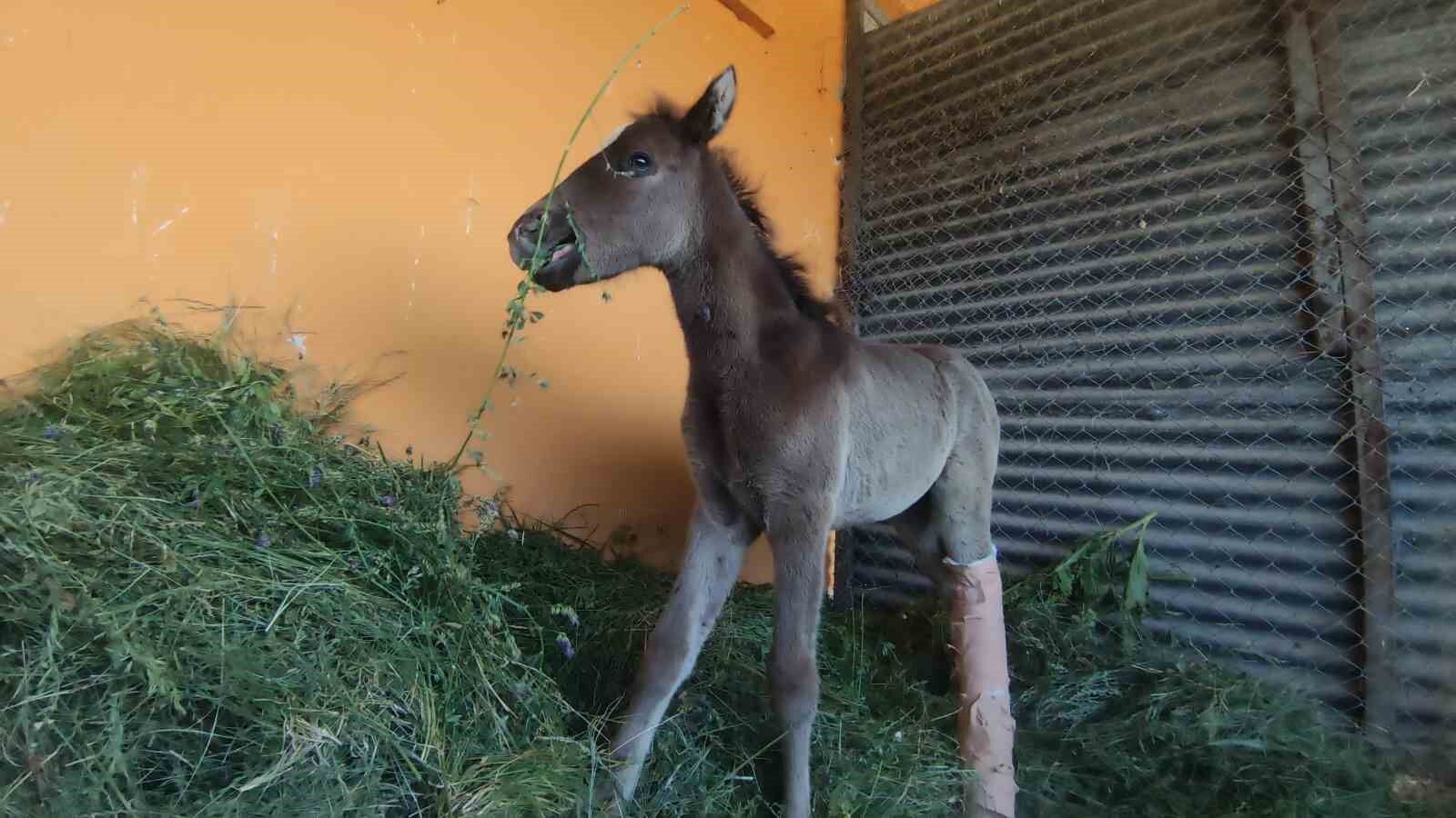 Van’da sahibi tarafından kırık ayağıyla terk edilen tay tedavi altına alındı