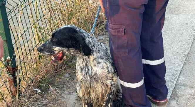 Serinlemek için suya giren köpek için itfaiye seferber oldu