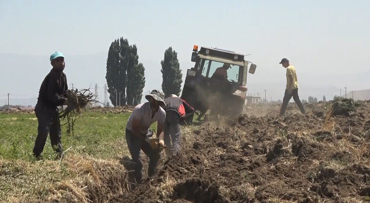 Meyan kökü bölgenin geçim kaynağı oldu