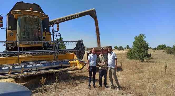Çavdarhisar’da buğday tohumu hasadı devam ediyor