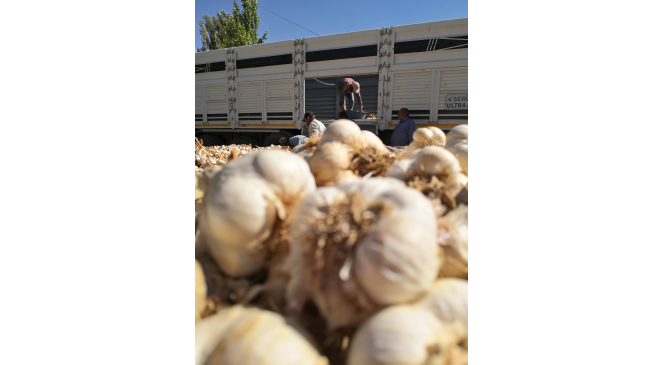 Yurt dışına ihraç olan organik sarımsağı susuzluk vurdu