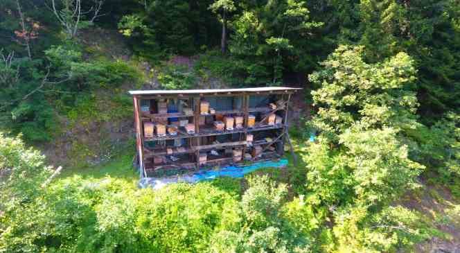 Dünya “Altın Bal” ödüllü balın tanıtımı Artvin’de yapıldı