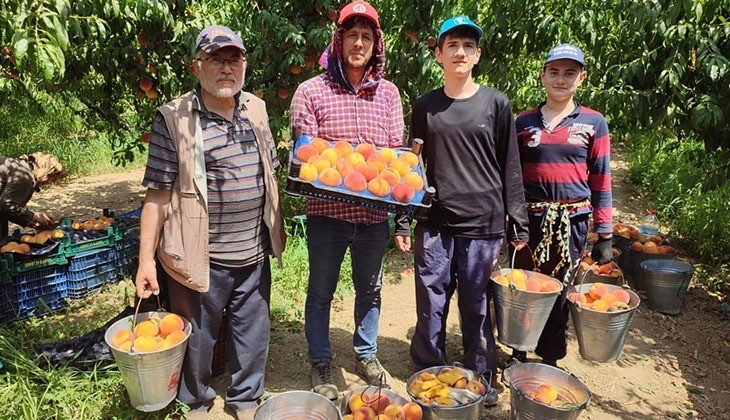 Talep artışı sonrası oluşan fiyatlar şeftali üreticisini memnun etti