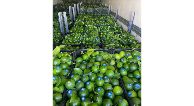 Limonda hasat başlamadan kaçak kesim ve ihraç başladı