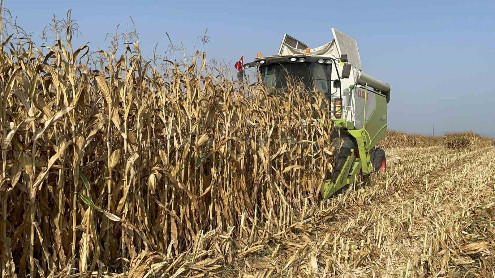 Osmaniye’de mısır üreticisi fiyat bekliyor