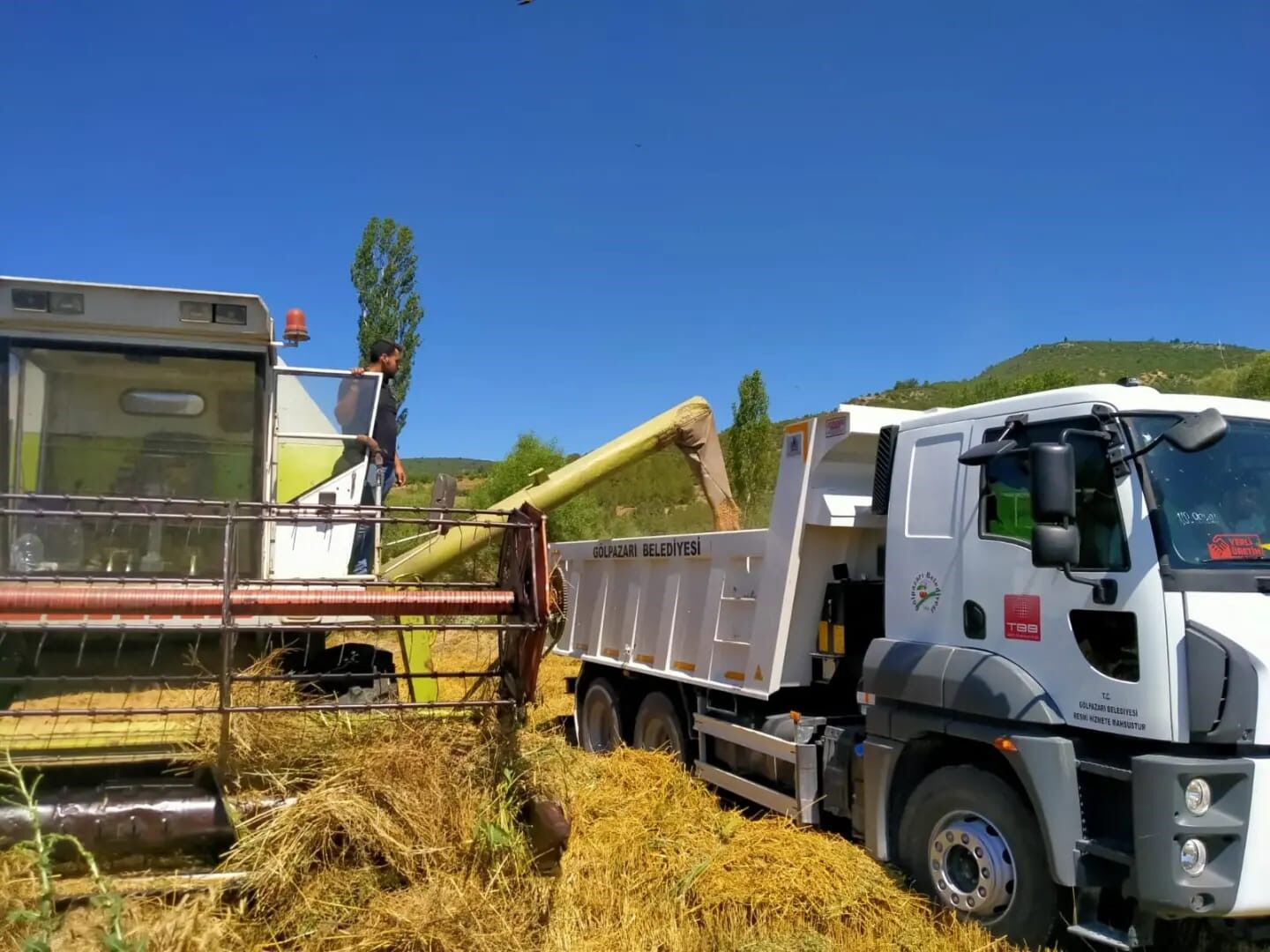 Belediye ait tarım arazilerinde buğday hasadı