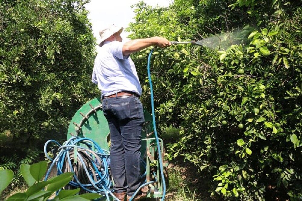 Turunçgilde Akdeniz Meyve Sineğine karşı sıfır toleranslı mücadele