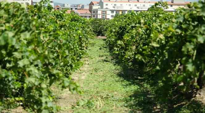 Dünyaca ünlü üzümü mildiyö vurdu, rekolte düştü