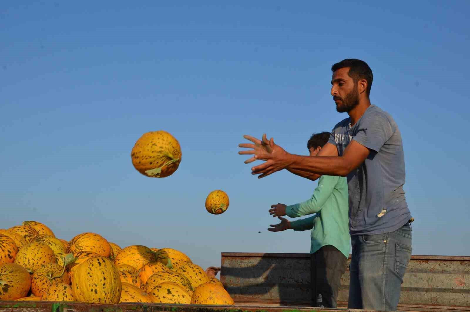 Kırkağaç kavununda ilk hasat