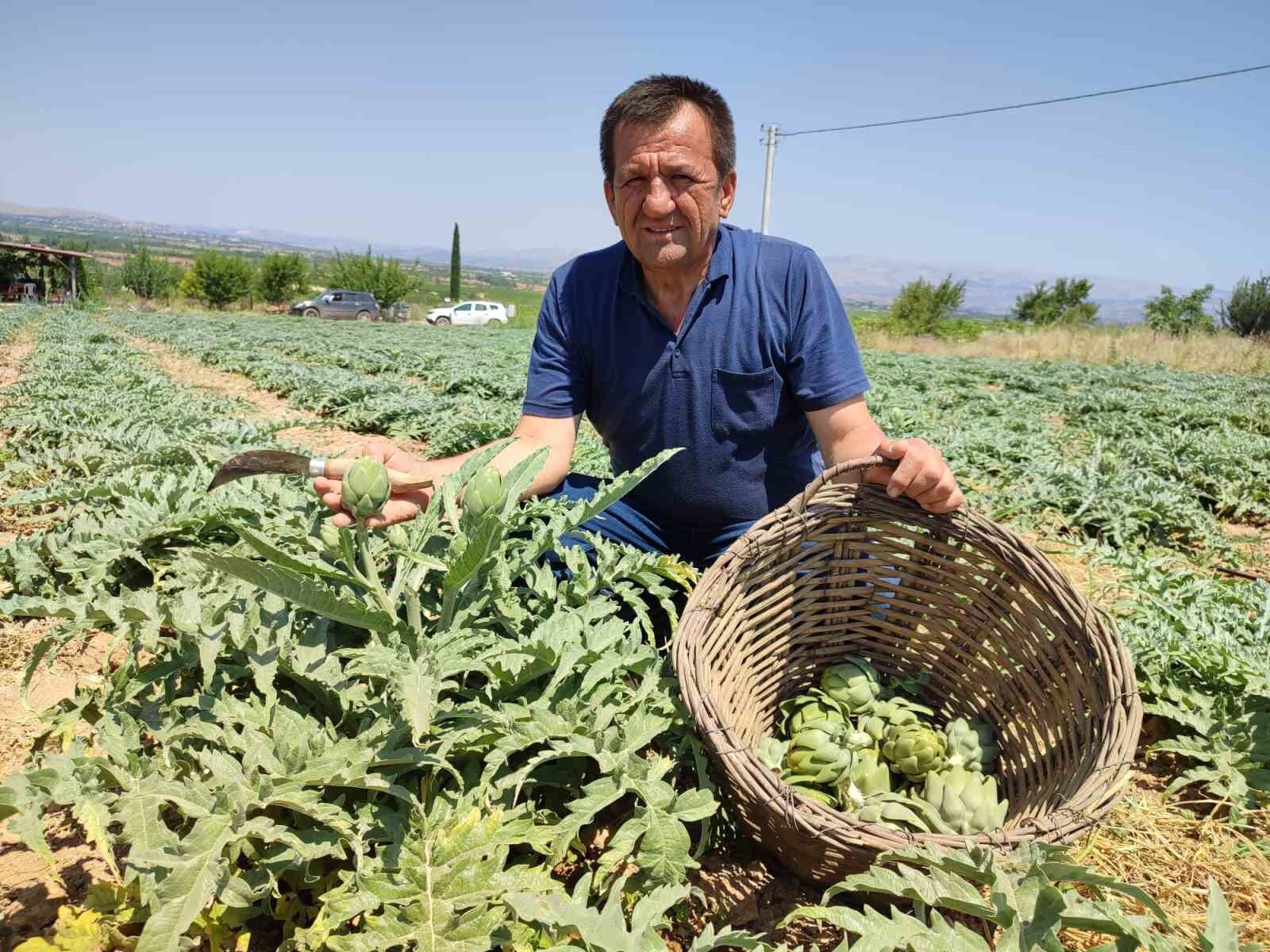 İlk kez dikilen enginar 20 gün sonra ihracata hazır olacak