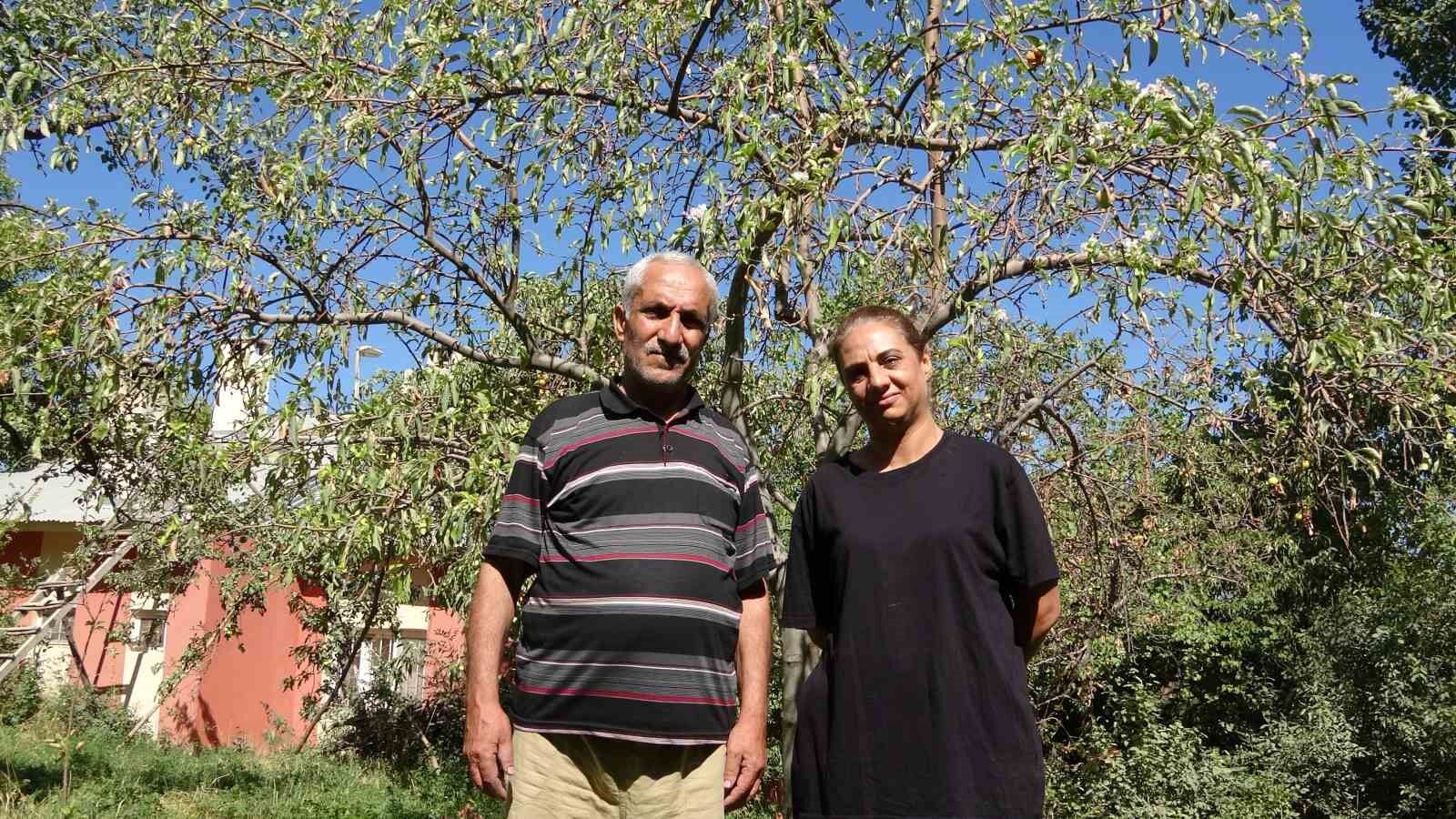 Elma ağacı hasat edilmeyi beklerken çiçek açtı