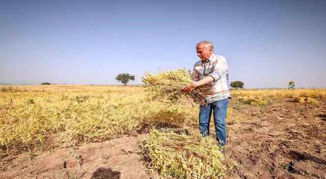 Denizli’nin 17 ilçesinde nohut hasadı başladı