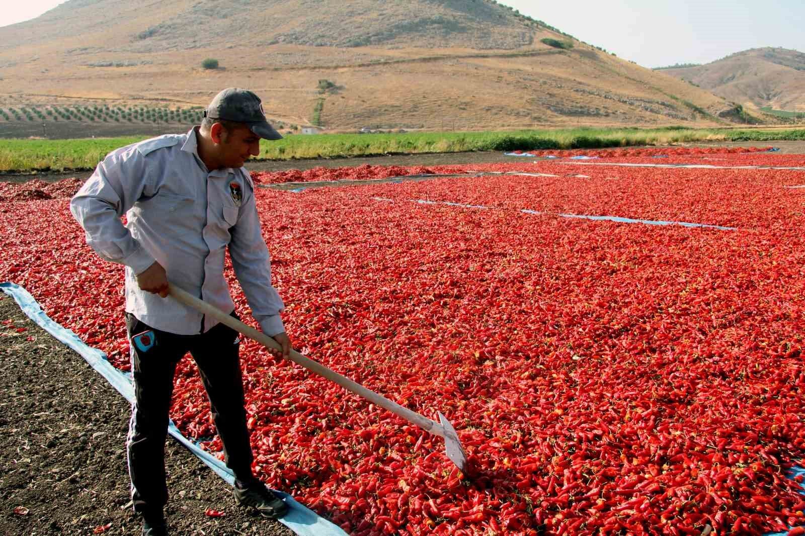 En acı hasat başladı