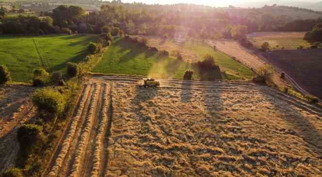 Buğdayın atası ‘siyez’de hasat dönemi başladı