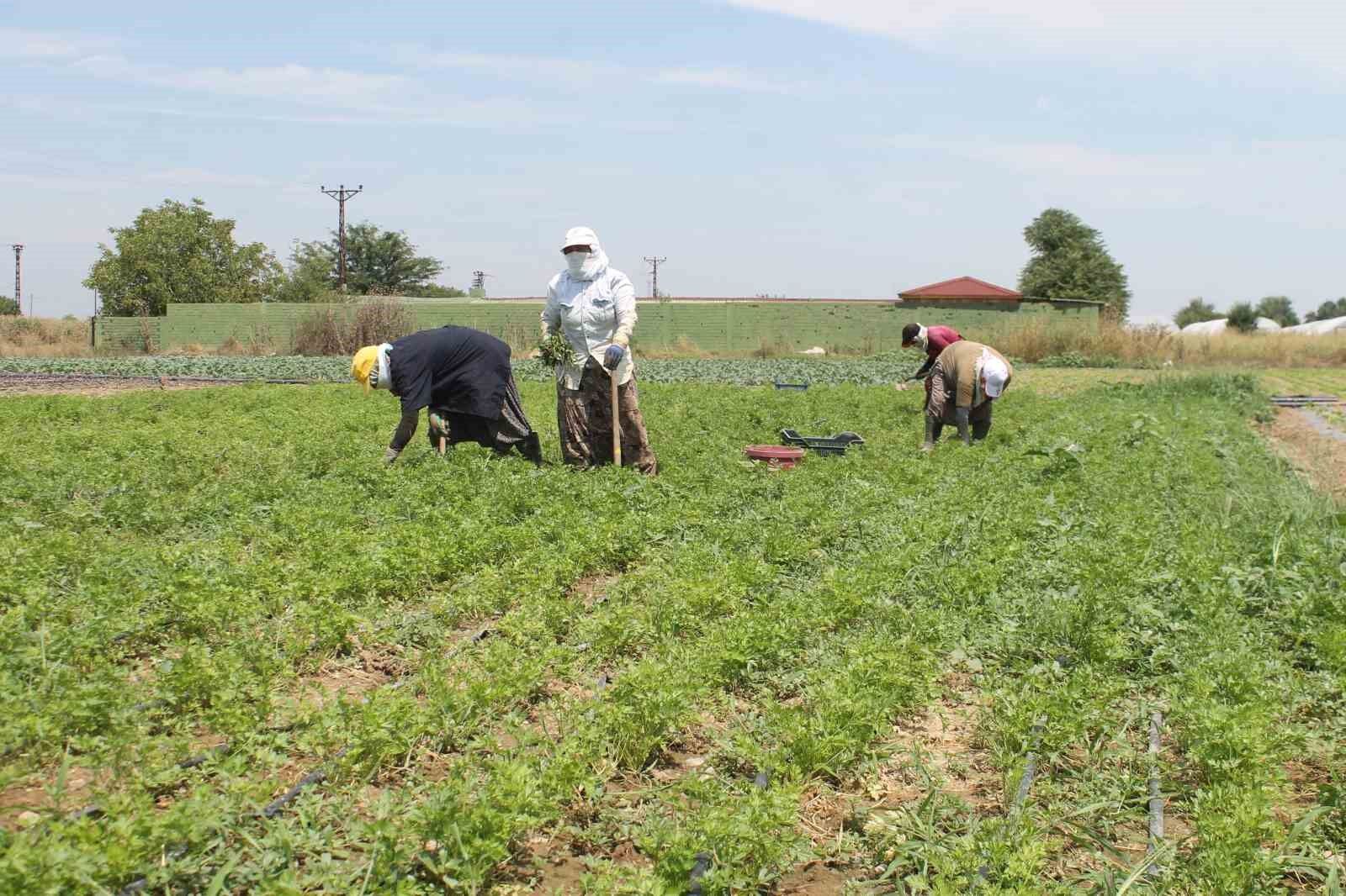 Edirne’de ev hanımları tarlalarda rızıklarını çıkarıyor