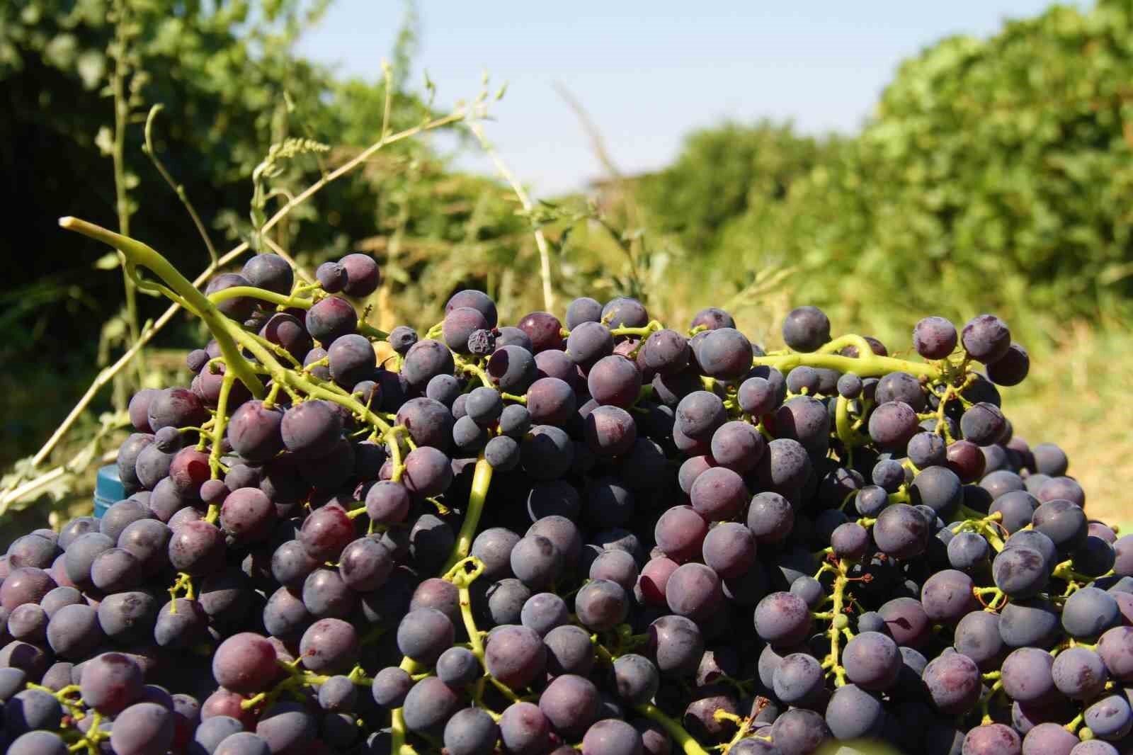 Elazığ’ın ’Hoş üzümü’nün hasadı başladı
