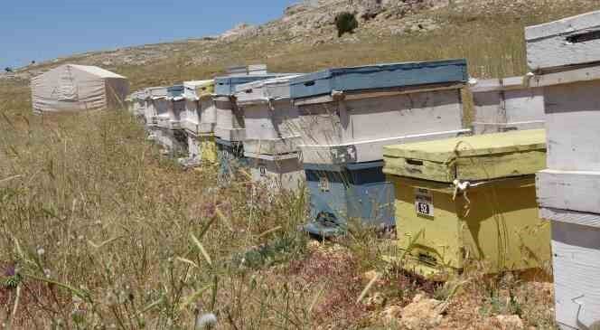 Endemik bitkili zengin florada üretilen yayla balı sağıldı
