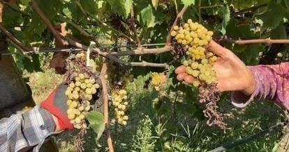 Dünyaca ünlü Sultaniye üzümünü mildiyö vurdu, rekolte düştü