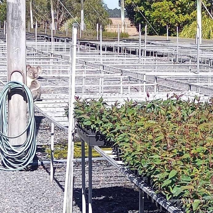 Avustralya'nın aradığı hırsız, koala çıktı