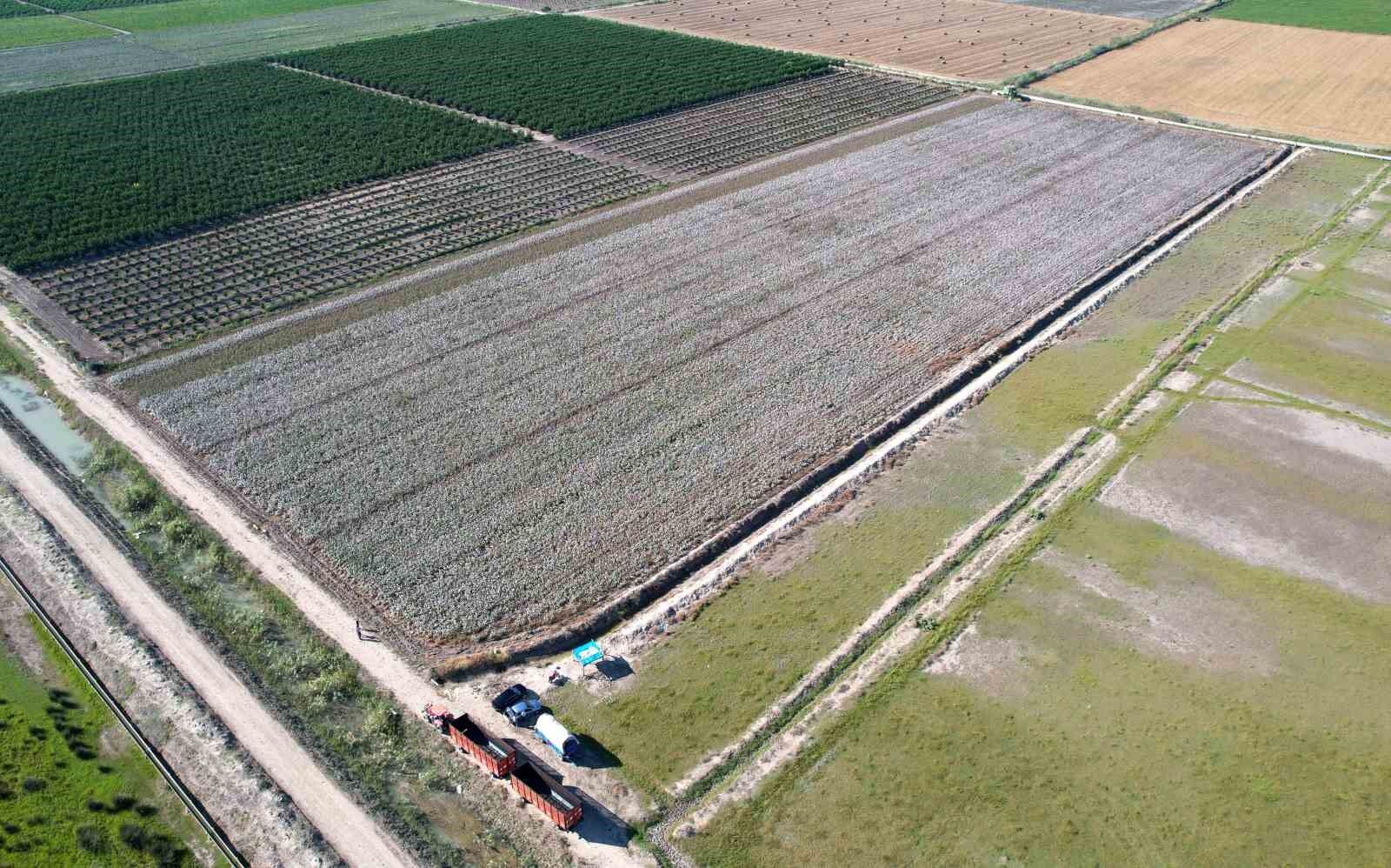 Bir zamanların pamuk diyarı artık tropikal ürünlerle anılıyor