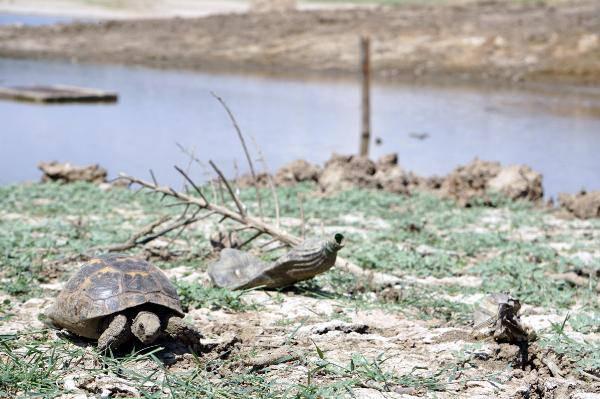 35 yıldır tarım arazisinin sulandığı gölet, kuruma noktasına geldi