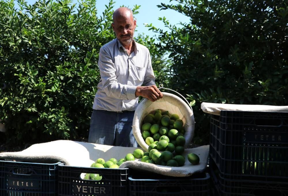 Limonda hasat başladı, verim yüzleri güldürdü