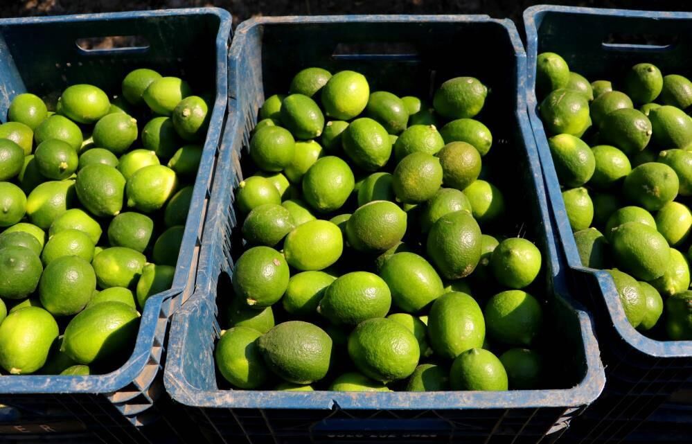 Limonda hasat başladı, verim yüzleri güldürdü