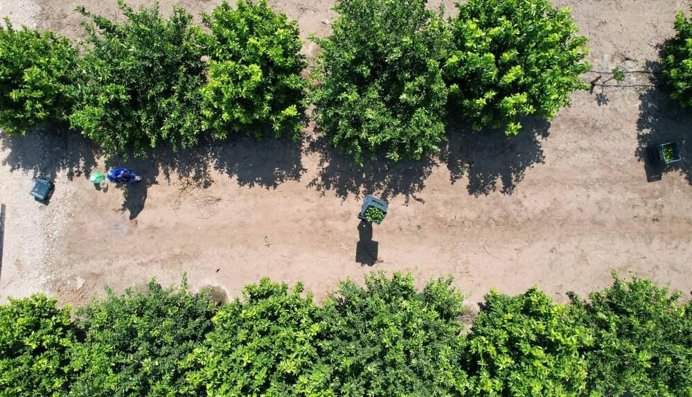 Limonda hasat başladı, verim yüzleri güldürdü