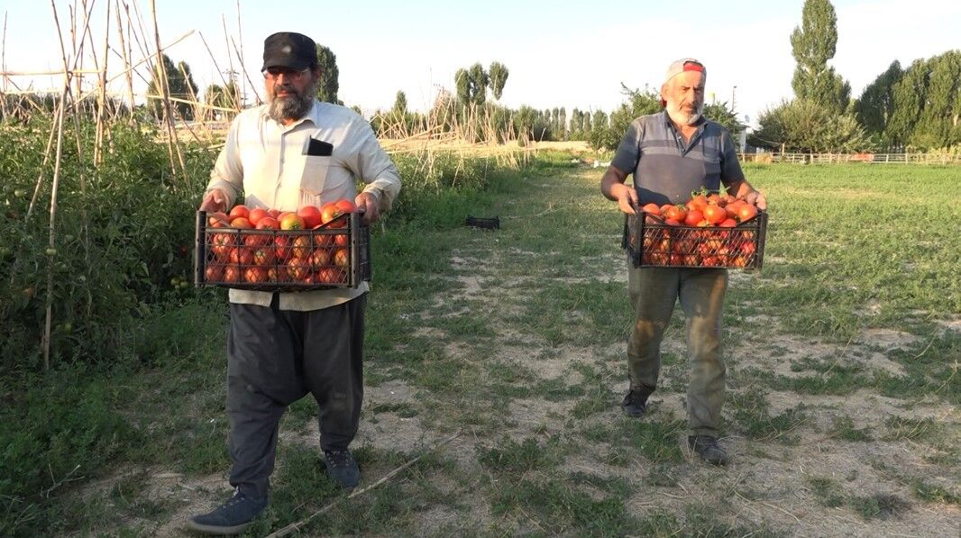 Antalya’nın ihraç domatesi Erciş’te hayat buldu