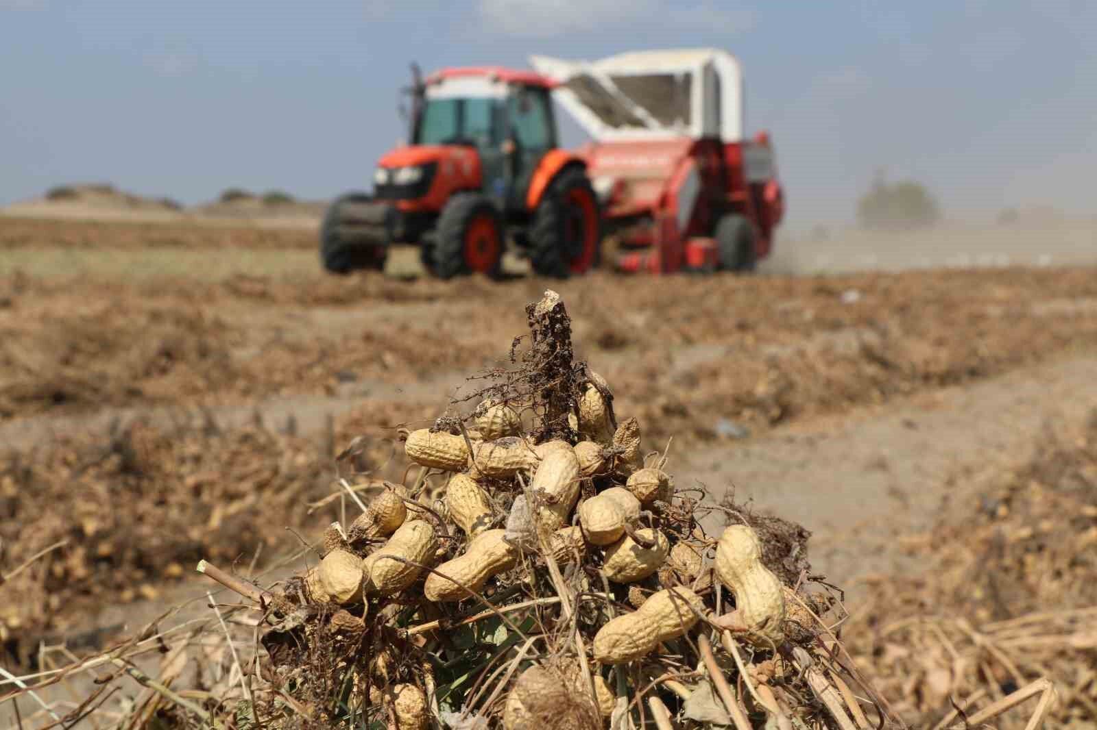 Adana’da 105 bin ton yer fıstığı rekoltesi bekleniyor