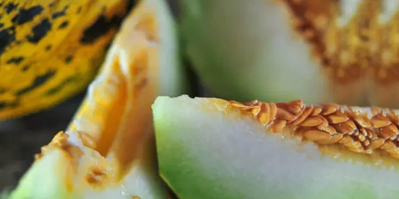 Kavun çekirdeği nasıl tüketilir? Kavun çekirdeğinin faydaları nelerdir? Kavun çekirdeği sütü…