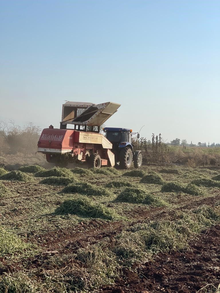 Osmaniye’de yer fıstığı hasadı başladı