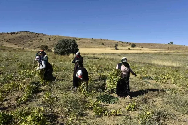 Üretimin yüzde 80 düştüğü Köse fasulyesinin fiyatı 200 TL'ye kadar çıktı